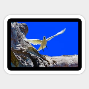 Flight of the Cockatoo Sticker